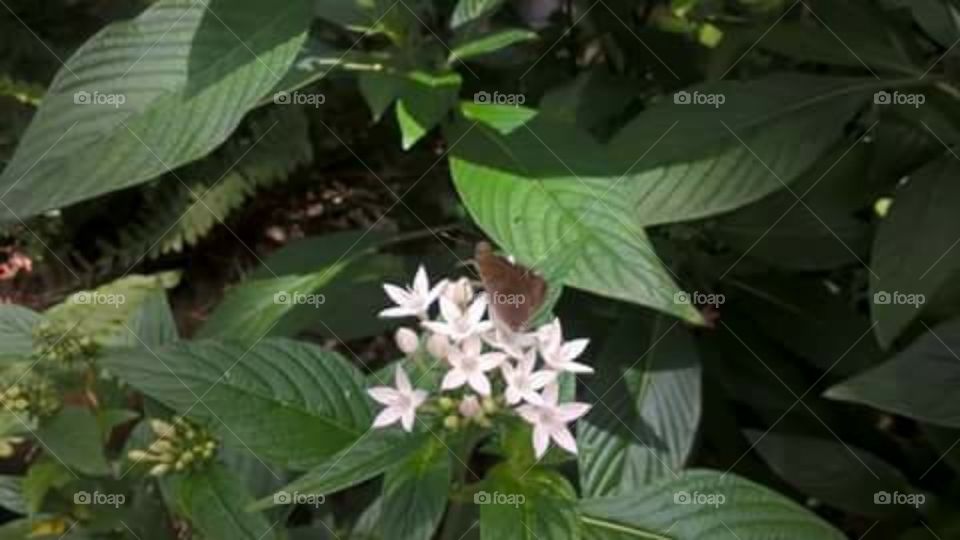 brown butterfly on white pentas