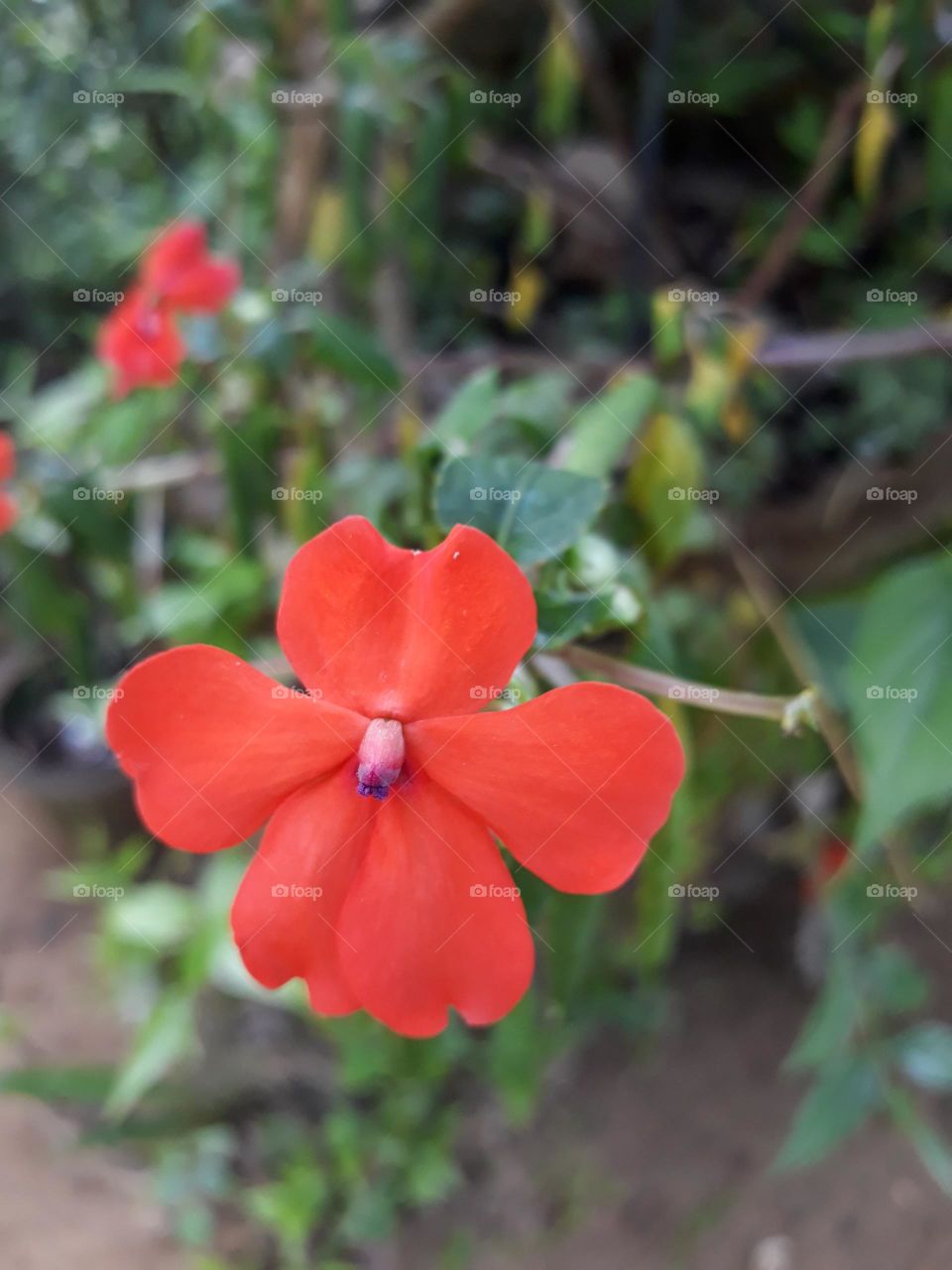 srilankan flowers ...