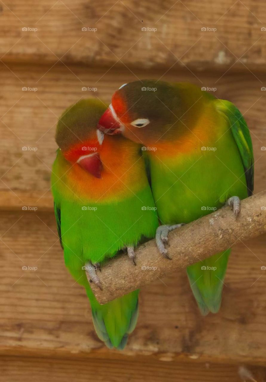 Fei's Peony Parrot, Photographed in China