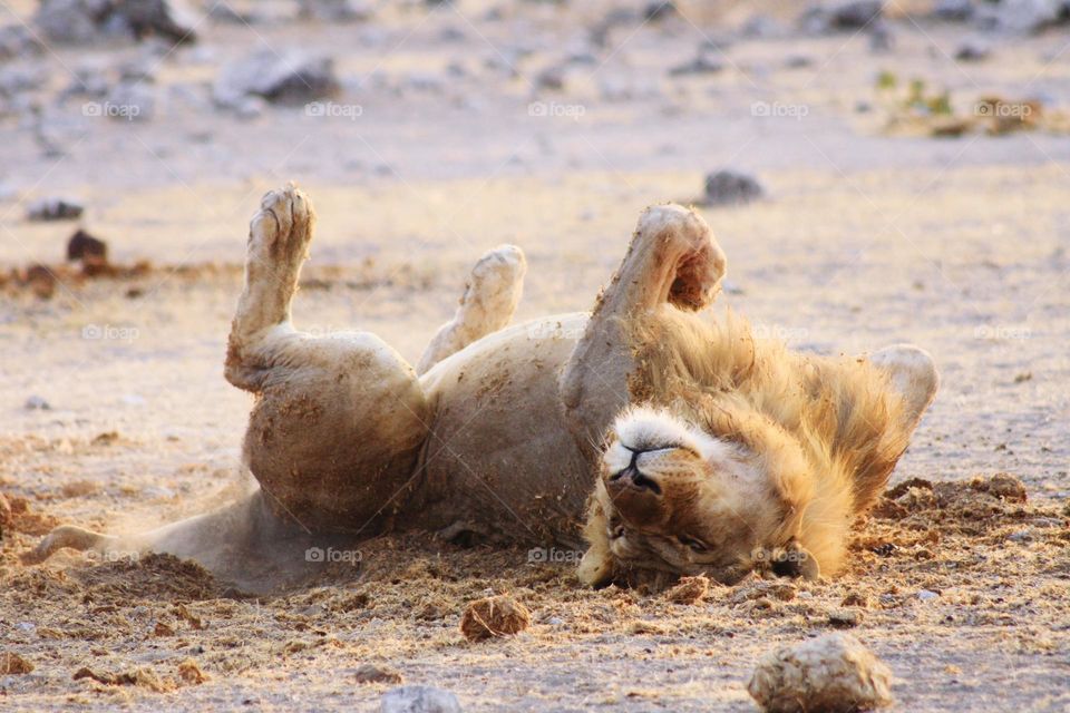 lion rolling in the sand