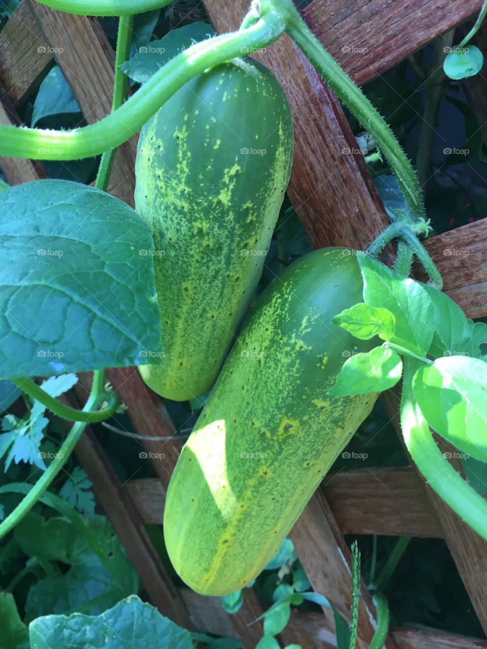 Cuke time!