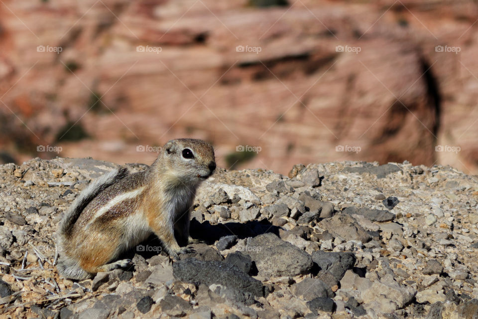 A white-tailed antelope ground squirrel in front of Aztec Sandstone at the Res Rock Canyon National Conservation Area in Las Vegas, Nevada of the United States. 
