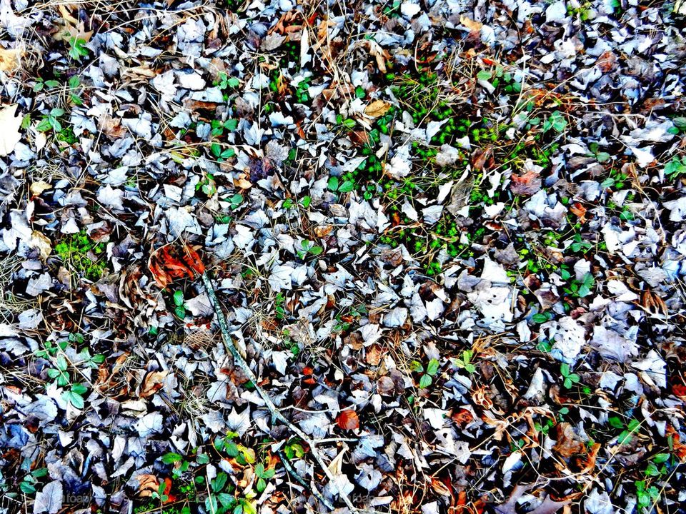 Forest Floor