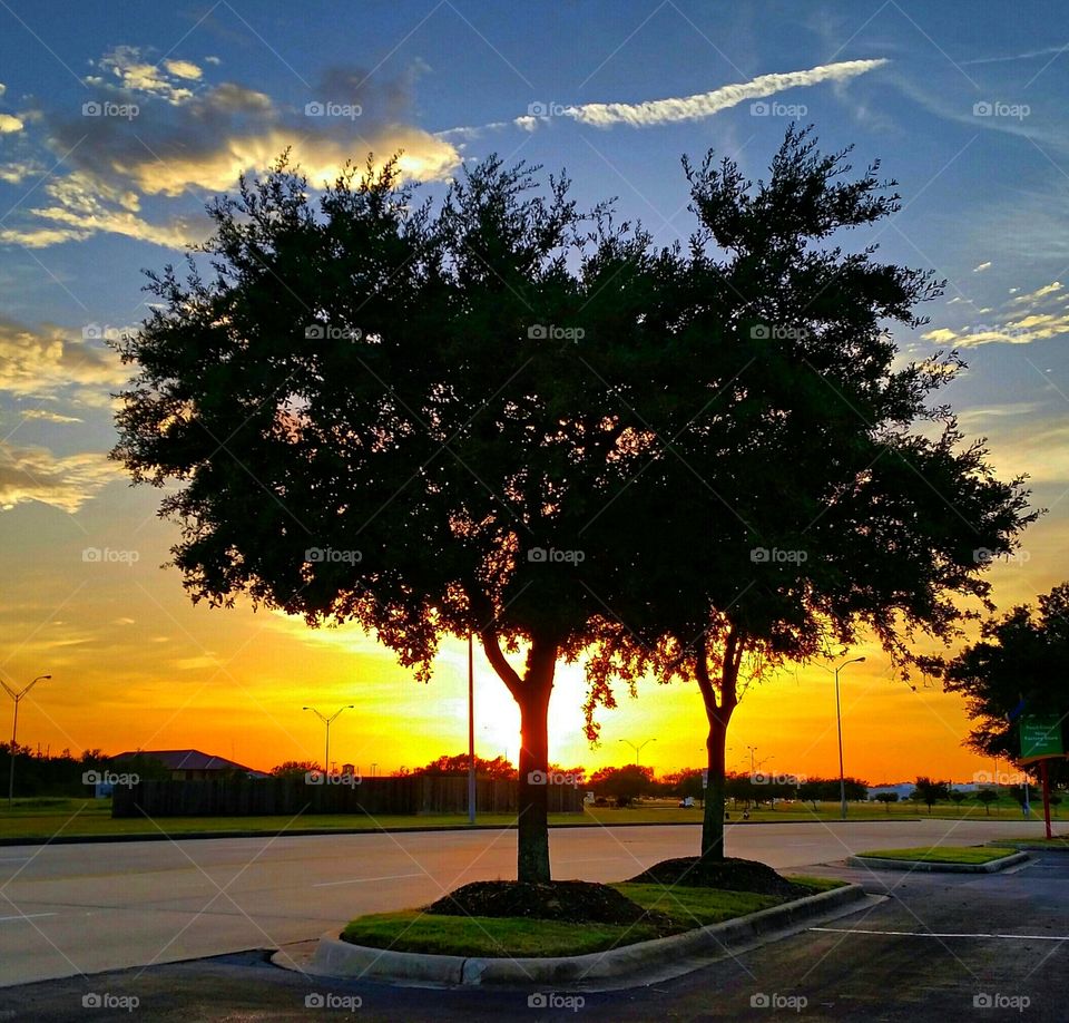 Silhouette of tree during sunset