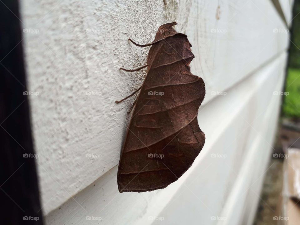 leaf bug