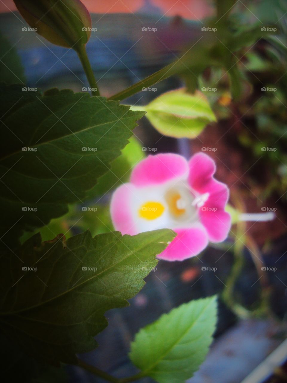 What's a plant with the leaves? Nothing! So flaunting this Wishbone flower's leaves..cuz they are so underrated!