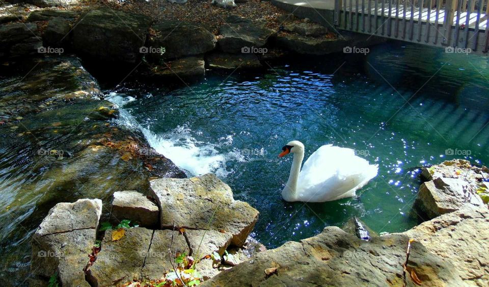 Swan river