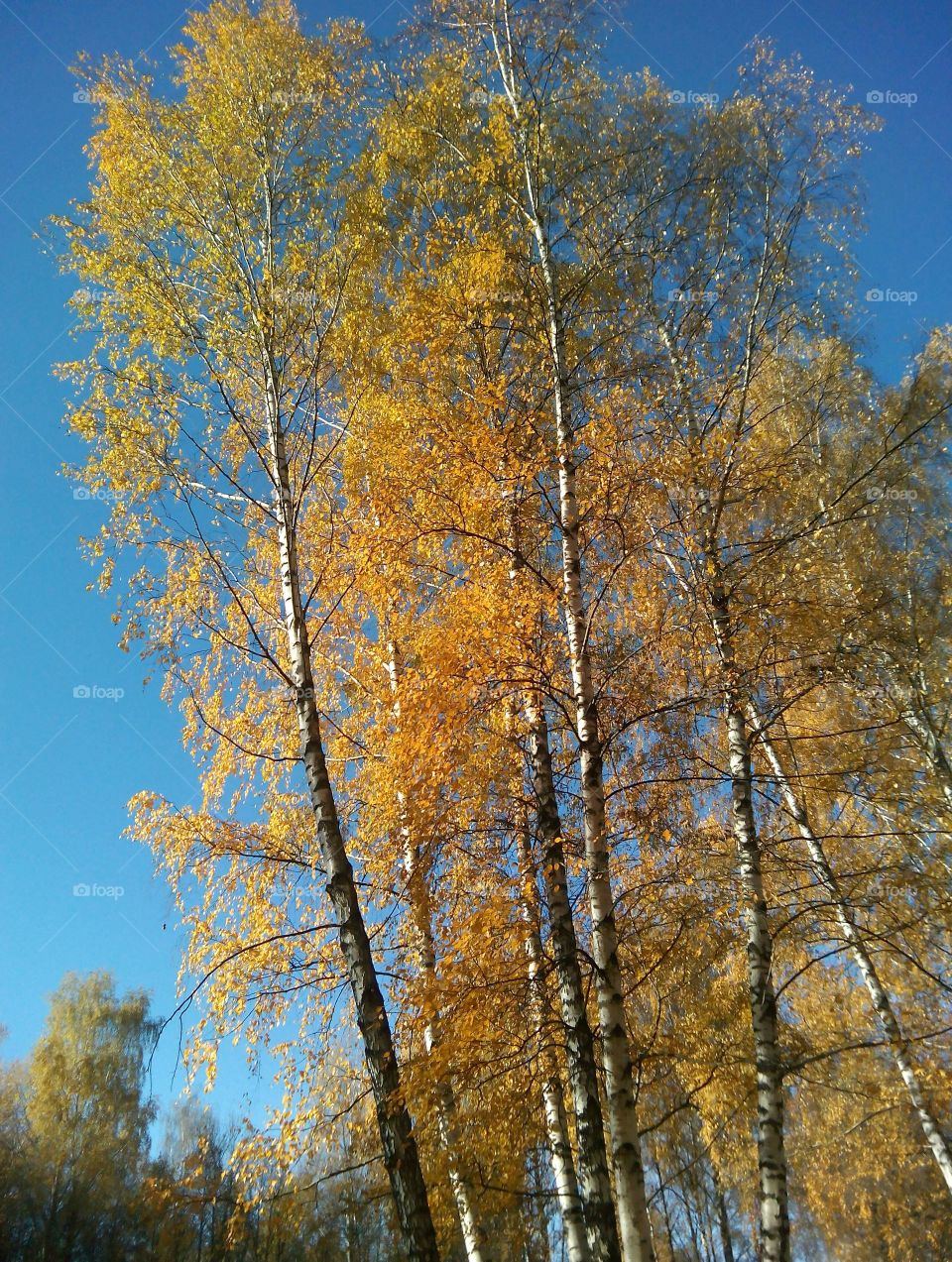 autumn trees