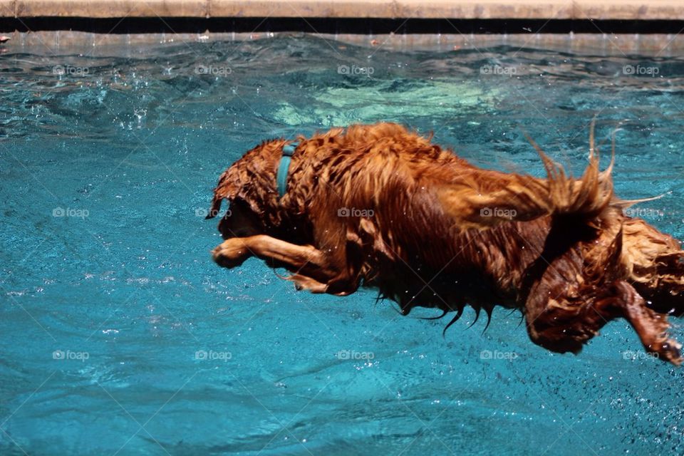 Diving Dog