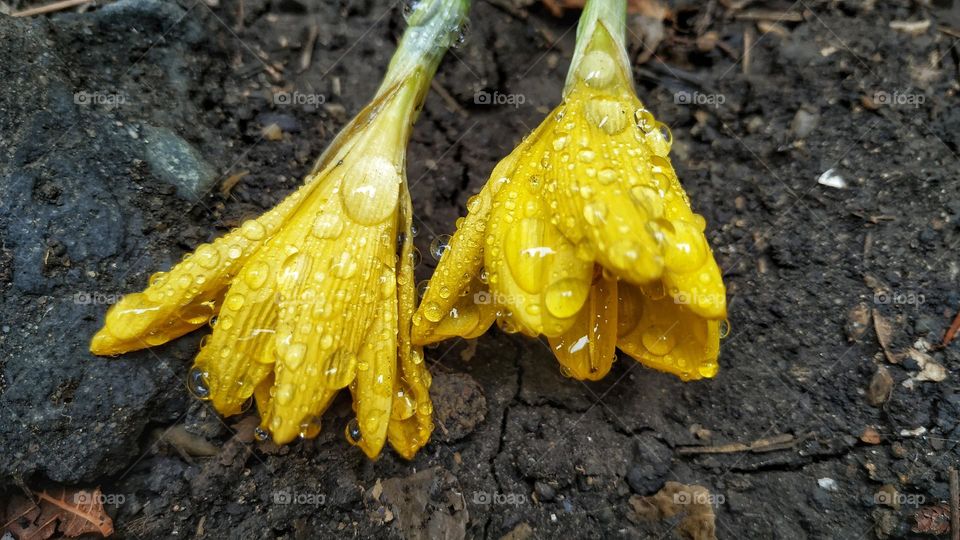 yellow flowers