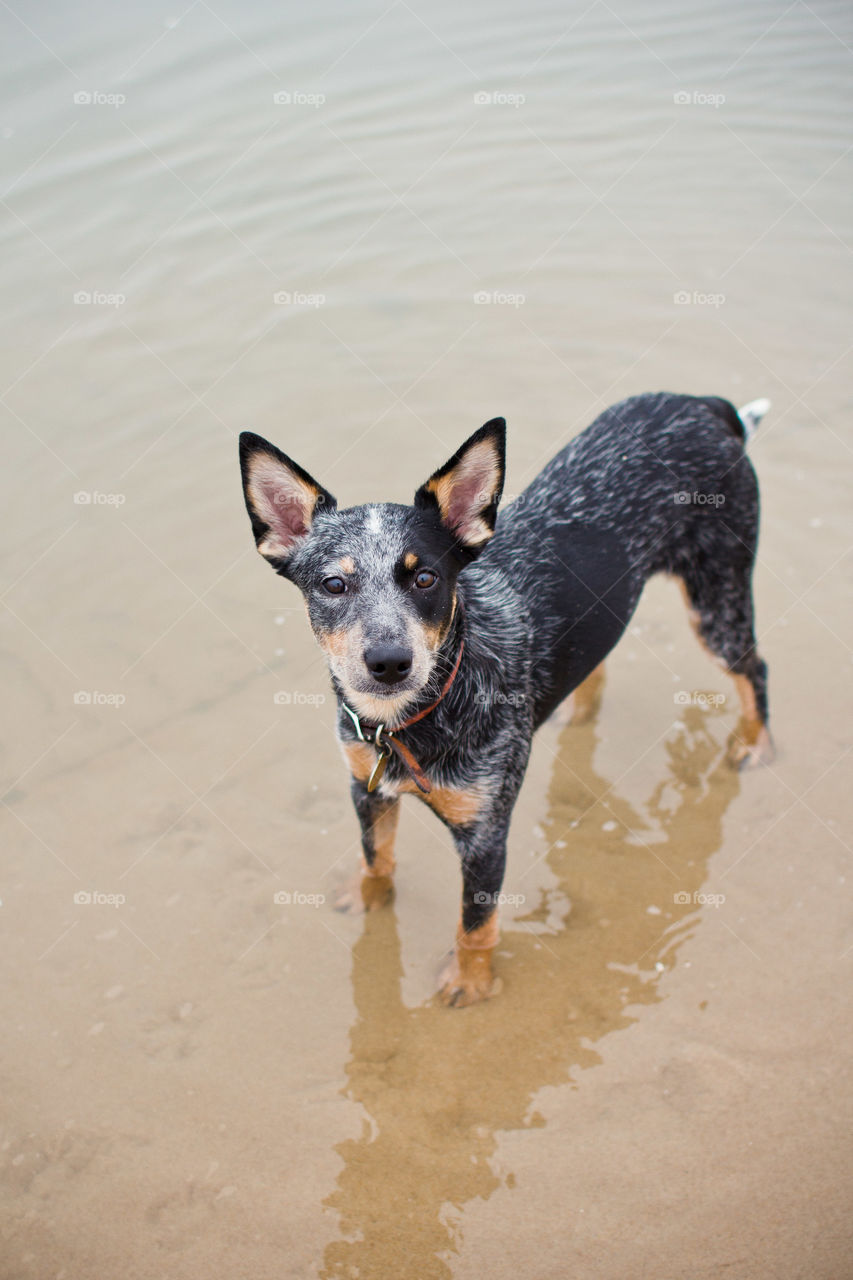 Dog, Water, Mammal, Pet, Beach