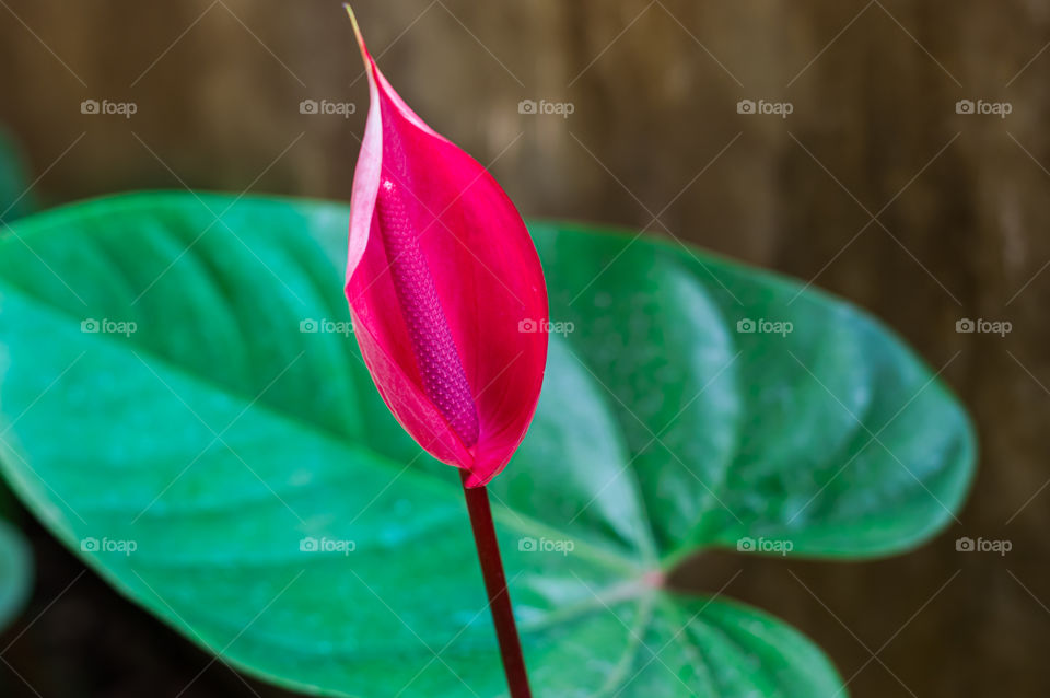 Beautiful anthurium plant.