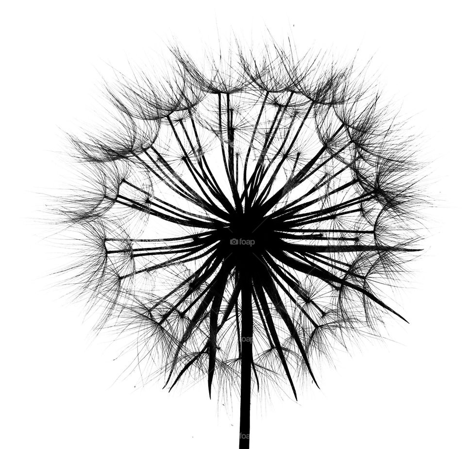 Black and white, dandelion, seeds, flower, contrast 