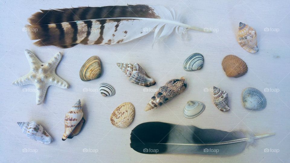 sea beach shells with seagull feather