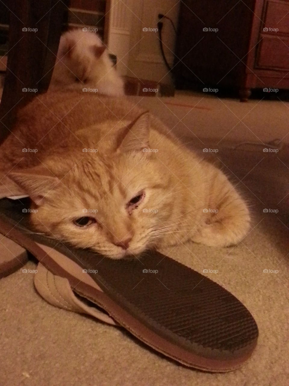 Cat Flip-flop 