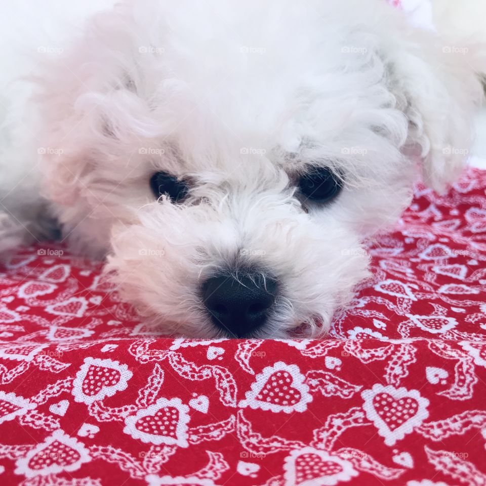 Hi. Puppy resting. Head shot. On red and white heart spread. Valentines. Love. White puppy with black eyes and nose. Bichon frise.