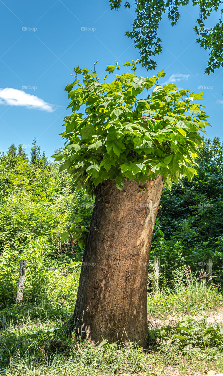 Tree growing back after being cut down