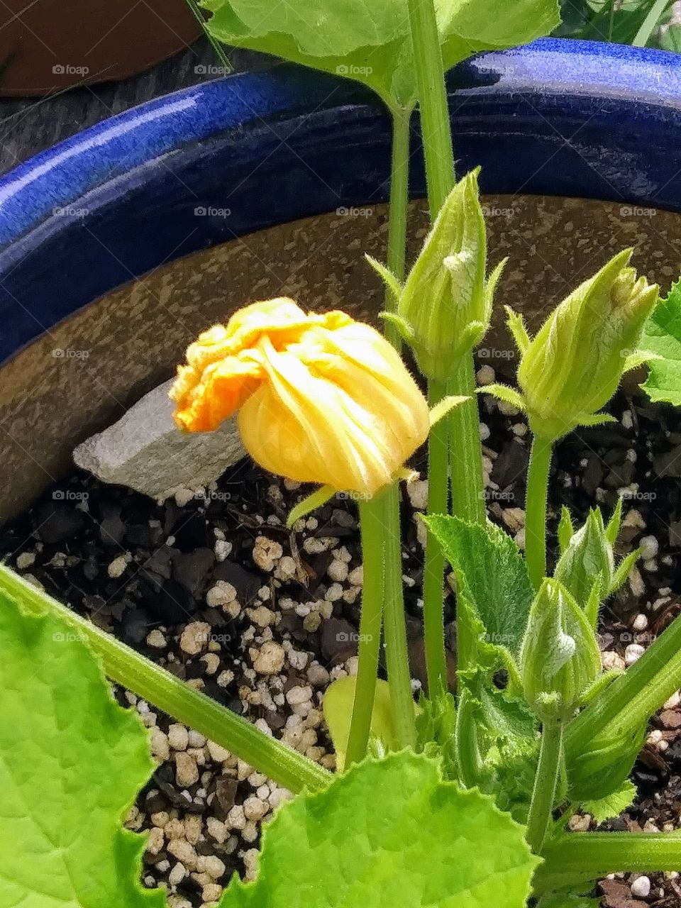 yellow blossom on squash plant