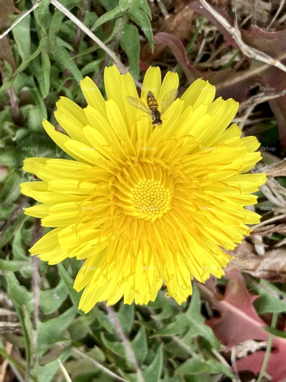 Dandelion with insect on flower