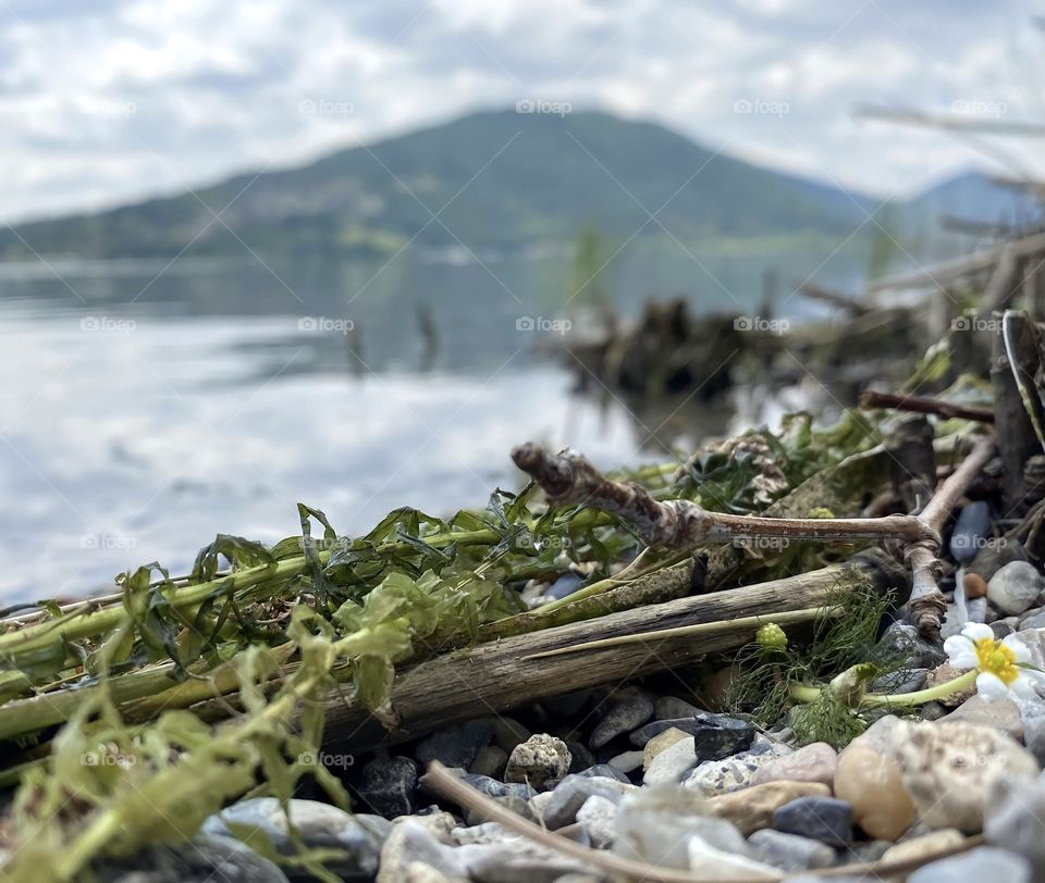 From a frog’s perspective 