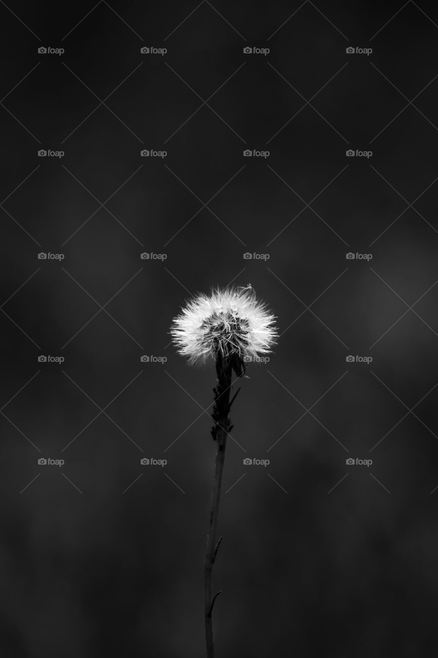Dandelion