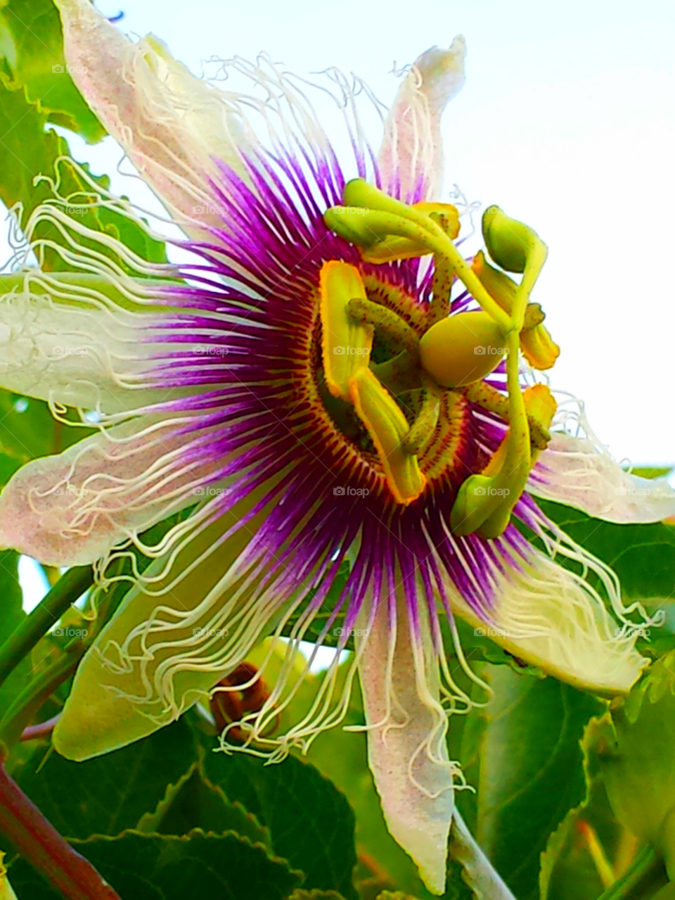 "Passion Flower"