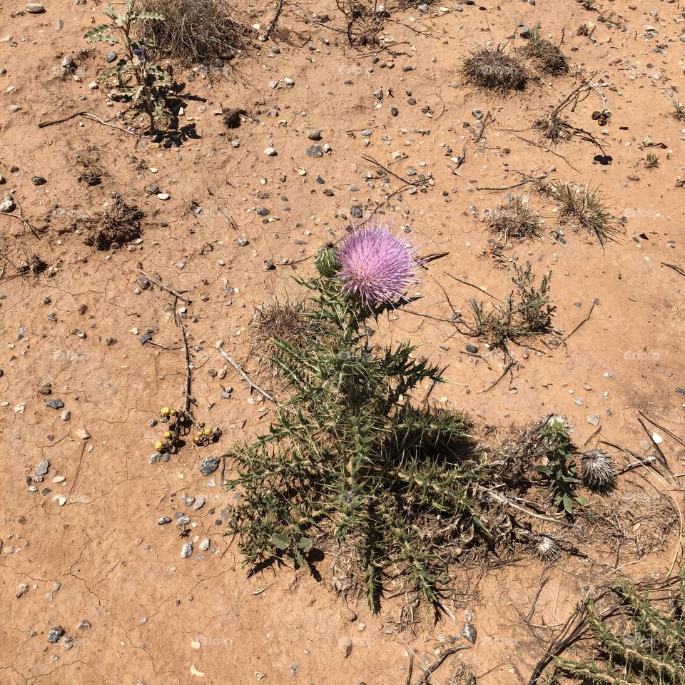 Another view of pink