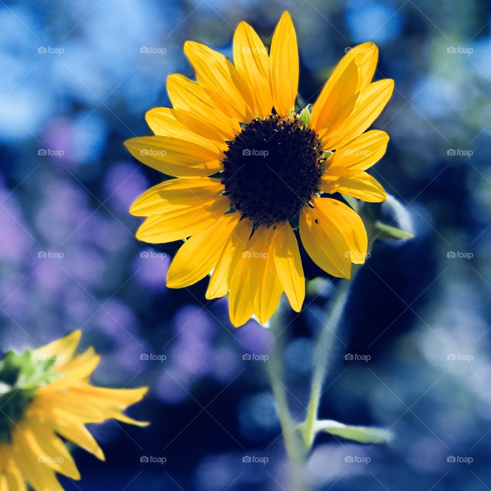Summer Sunflower