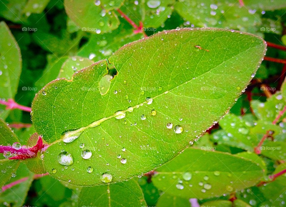 Raindrops Collect on Leaf