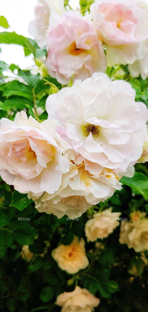 Beautiful Flowerbed Garden!