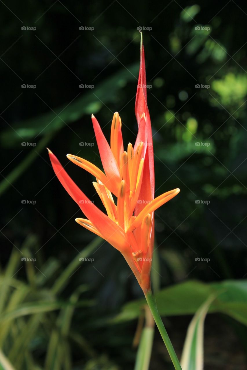 Close-up of orange flower