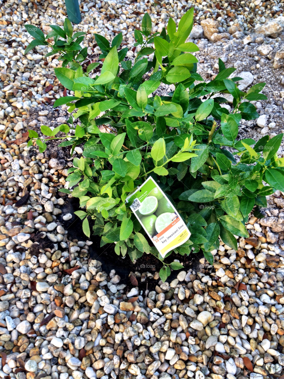 nature outdoors photography tree by jmsilva59