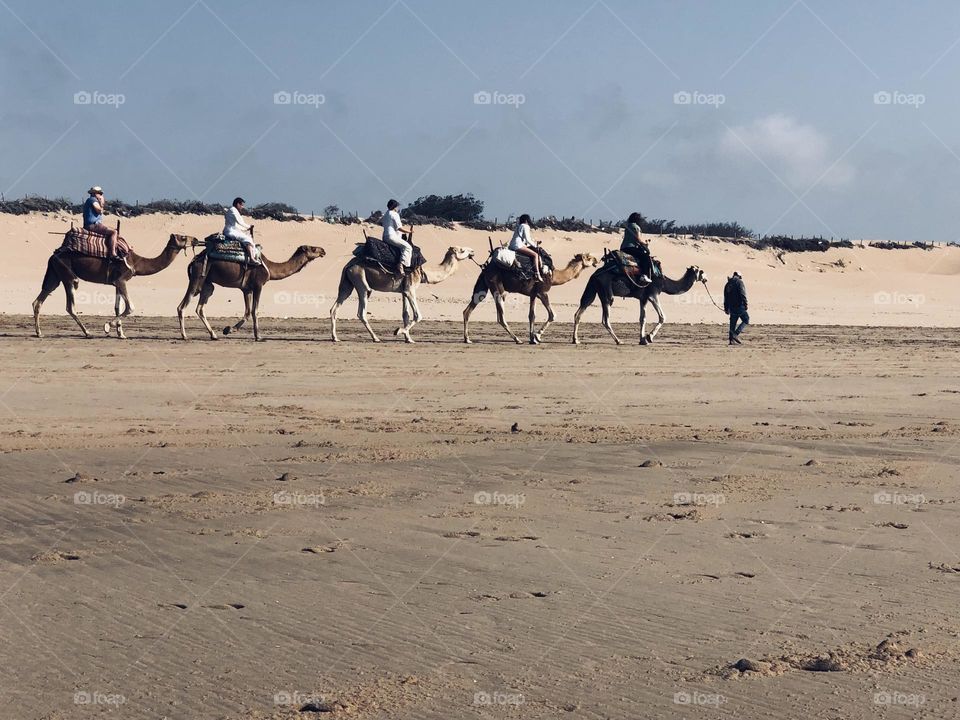 Caravan of camels at essaouira city in morocco 