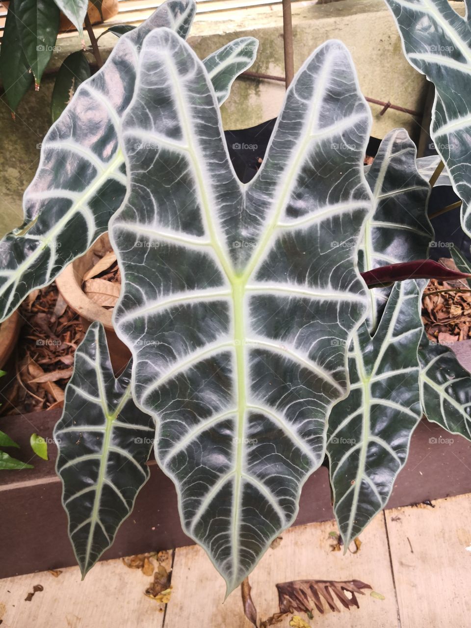 Alocasia polly plant can use inhouse decorations.