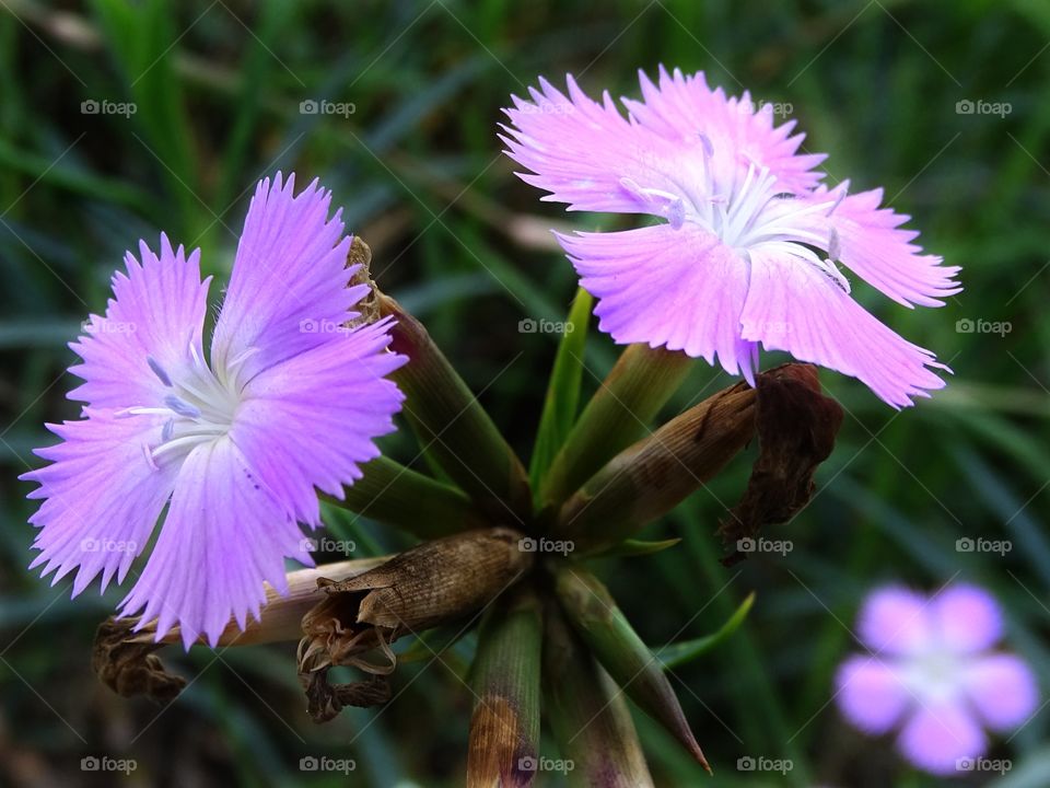 The beauty of flowers