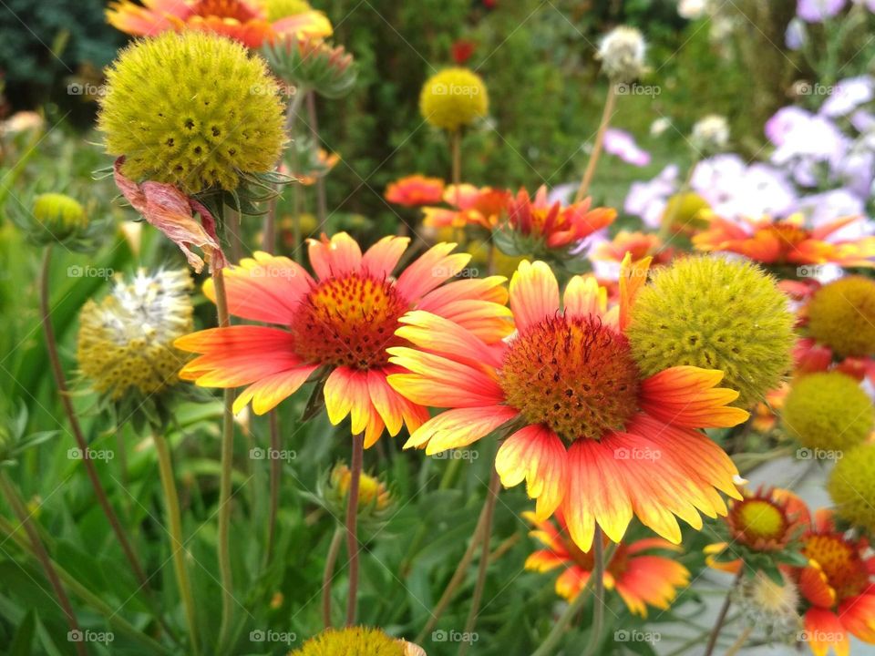 Gaillardia pulchella in field. Desktob background. Red, orange, yellow flowers blooming in the field. Wildflowers.Gaillardia pulchella (firewheel, Indian blanket, Indian blanketflower, or sundance)