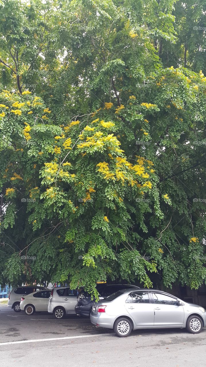 Tree in blossom in Seremban Town