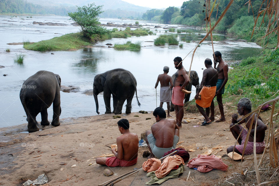 bathing preparation of elephants
