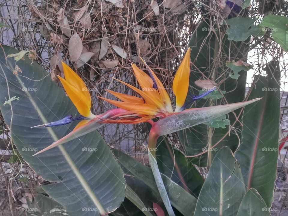 Bird of Paradise