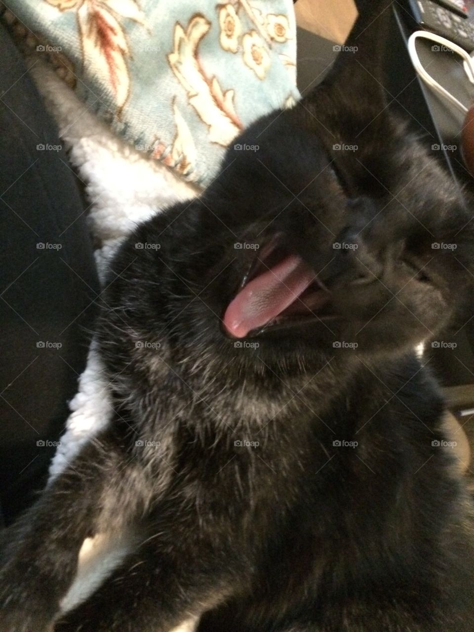 Toothless yawn