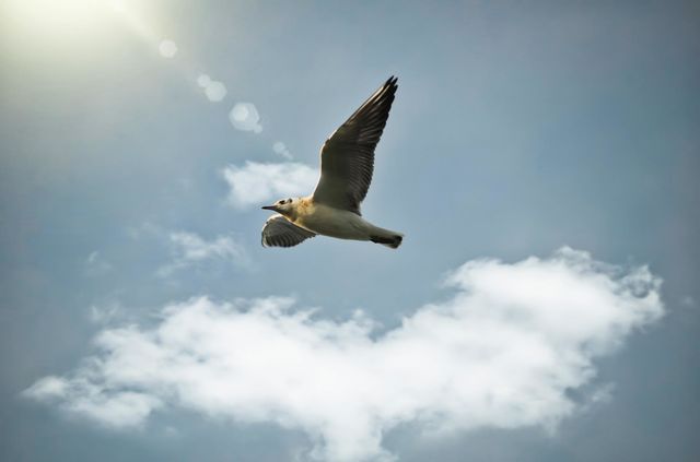 Flight
