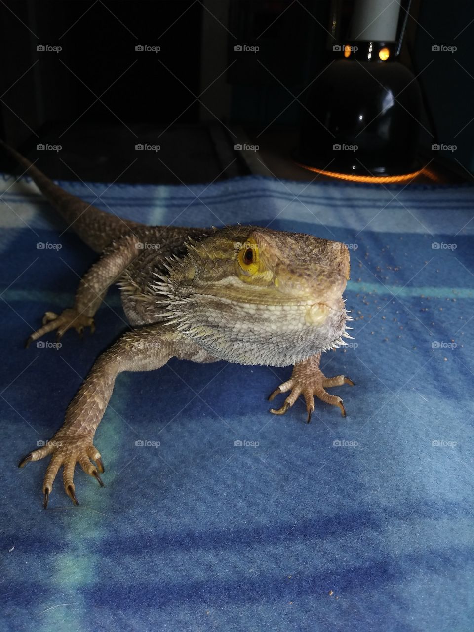 #Beardie