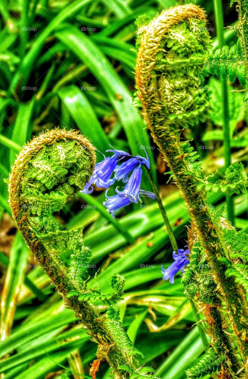 Macro close-up of a stem of bluebells between two young ferns with unfurling 'fiddle tops'.