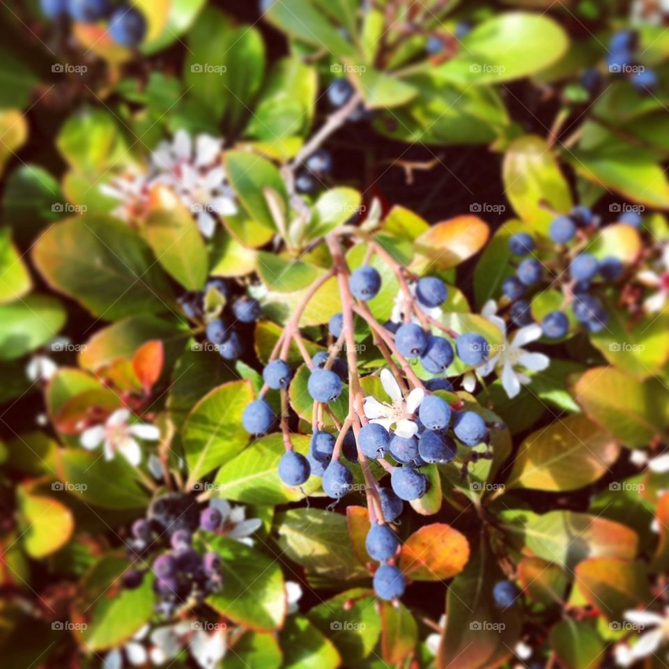 Blueberry and Blossom...