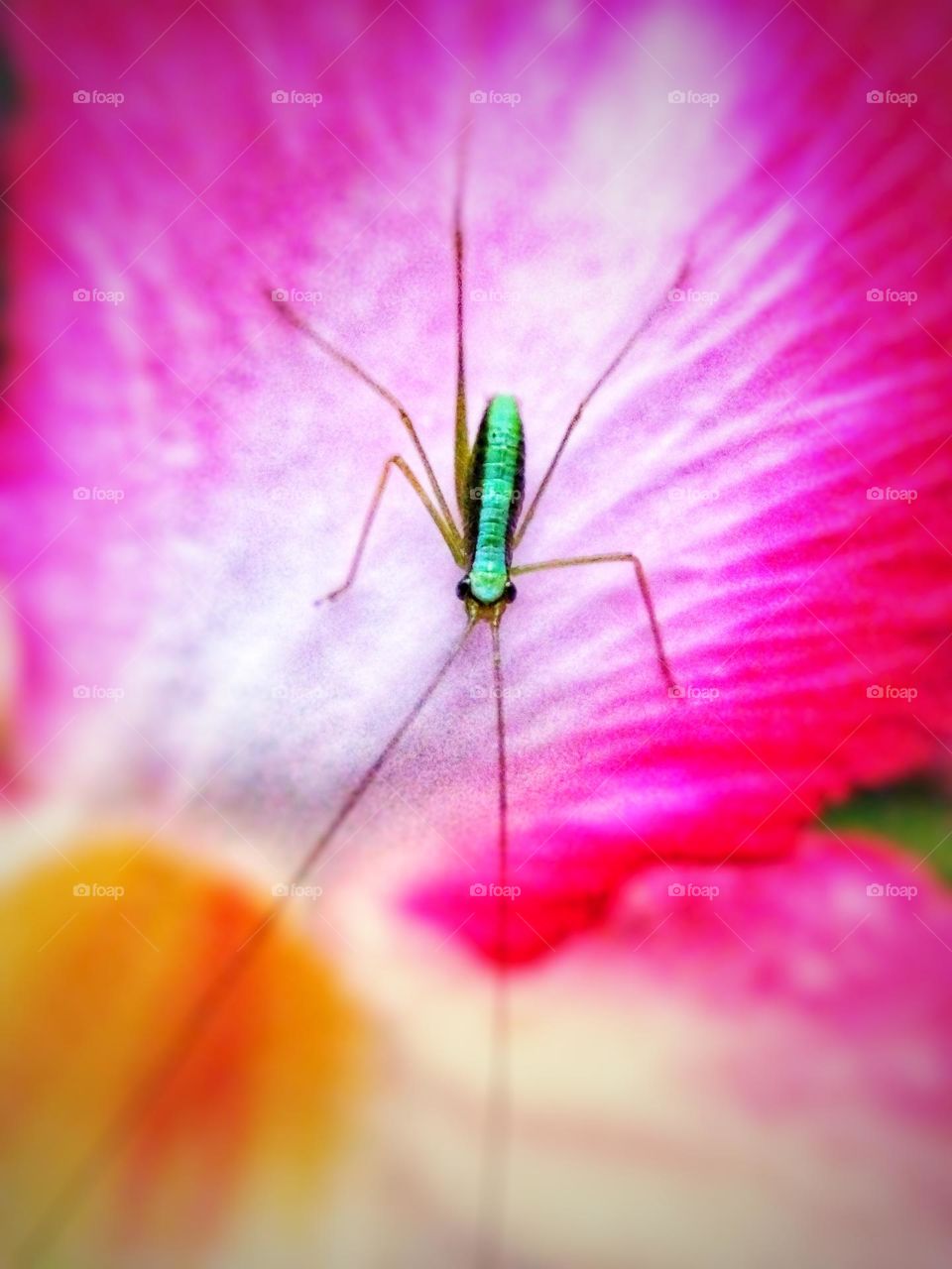 Your Best Macro Shot