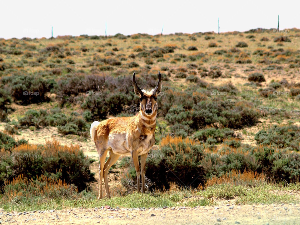 pronghorn