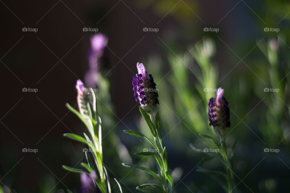Nature, Flower, No Person, Summer, Lavender (Flower)