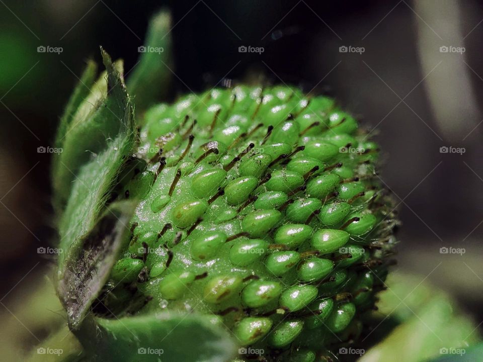 Macro photo of green strawberries in the garden