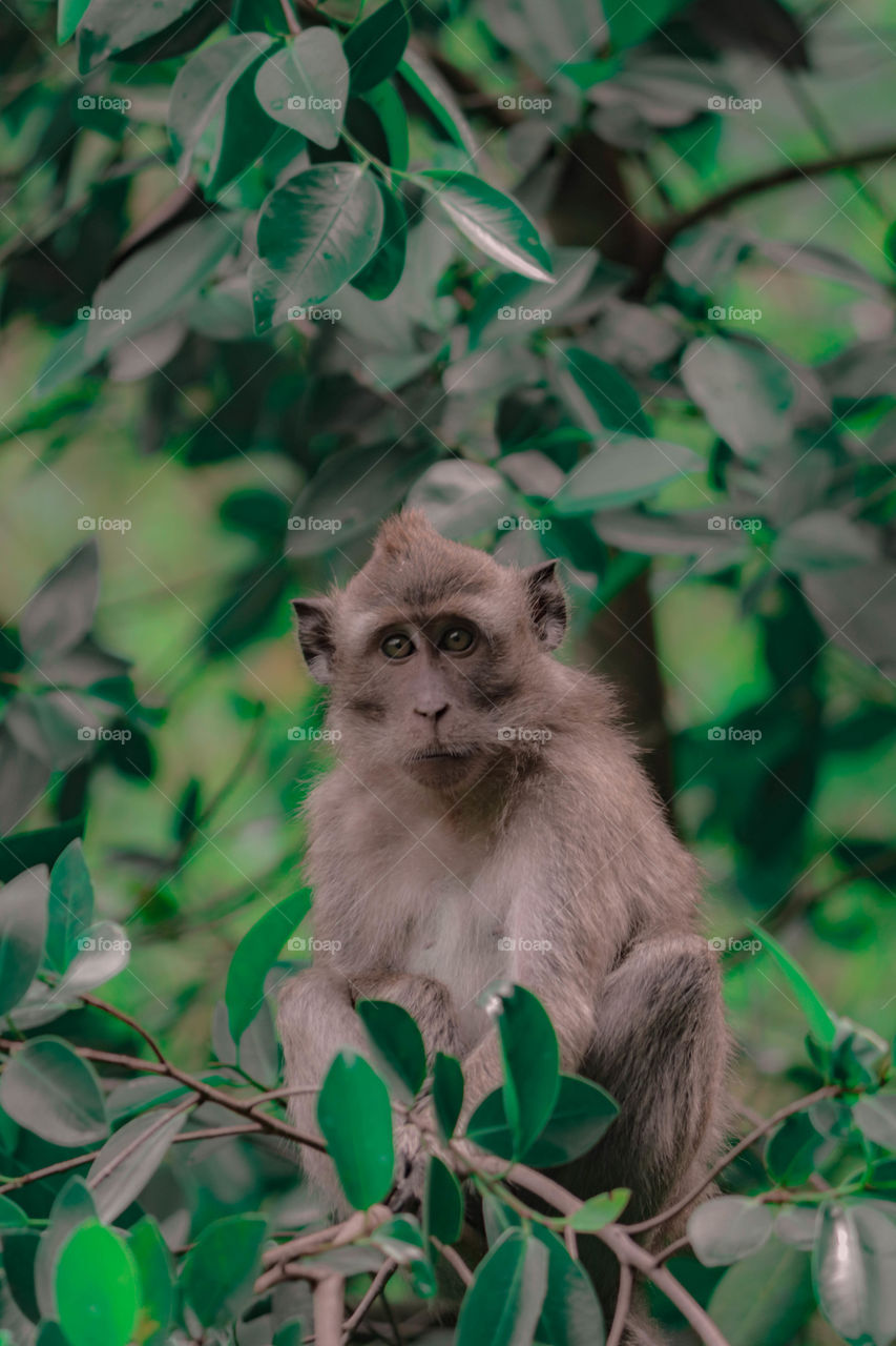 monkey in the forest