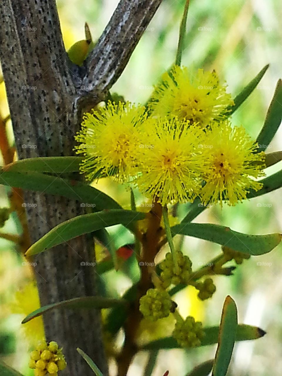 Wattle plants around us